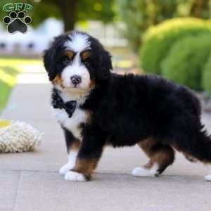 Rambo, Mini Bernedoodle Puppy
